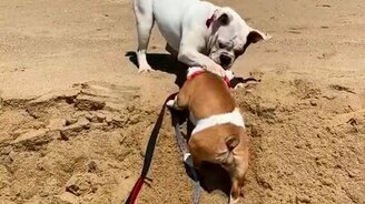 Помощь старшего брата - смотреть видео (0:17)