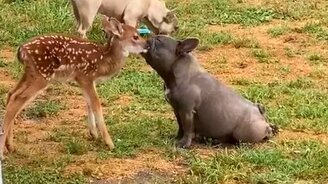 Трогательное общение пса и оленёнка - смотреть видео (0:35)