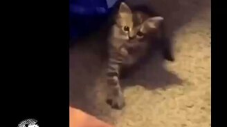 Коллекция смешного и задорного видео - смотреть видео (6:31)