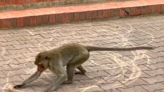Обезьяна рисует круги у храма - смотреть видео (0:35)
