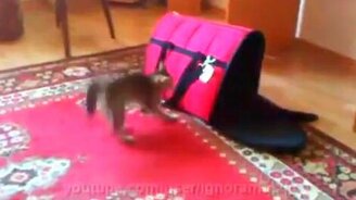 42 кошки за 5 минут - смотреть видео (4:37)