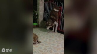 Хаски сбегает со двора - смотреть видео (0:56)