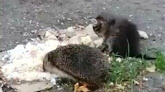 Котёнок и ёжик едят вместе - смотреть видео (2:17)