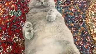 Забавнейшие животные - смотреть видео (10:08)