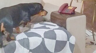 Такса отвечает по телефону - смотреть видео (1:03)