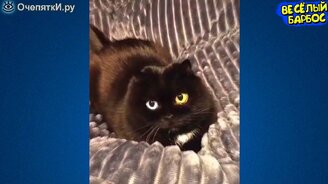 Юмористические сюжеты с питомцами - смотреть видео (9:51)