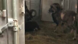 Баран загнал мужчин в угол - смотреть видео (0:16)