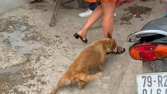 Как собаке привлечь внимание - смотреть видео (0:41)