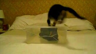 Пытается достать кошку - смотреть видео (2:03)