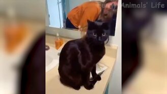 Милые и весёлые питомцы - смотреть видео (11:32)