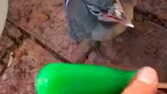 Разговорчивый птенец - смотреть видео (0:32)