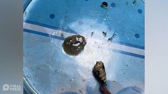 Странное желеобразное существо - смотреть видео (0:30)