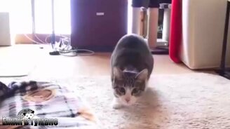 Подборка курьёзных и весёлых случаев - смотреть видео (5:17)