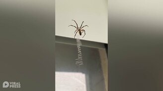 Паук чинит паутину - смотреть видео (0:40)