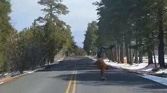 На скейте, стоя на руках - смотреть видео (0:59)