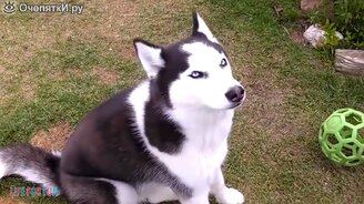 Чудные поступки людей и животных - смотреть видео (9:48)