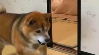 Забавные сюжеты со зверями - смотреть видео (10:30)