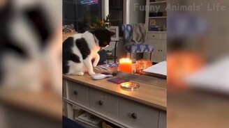 Милые и задорные питомцы - смотреть видео (12:19)