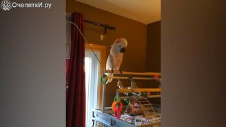 Птицы, оказавшиеся смешнее кошек - смотреть видео (9:56)