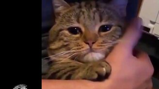 Весёлые ролики с монтажом и озвучкой - смотреть видео (5:40)