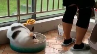 Животные в весёлых моментах - смотреть видео (10:18)