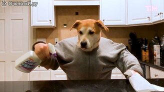 Чем собака занимается на карантине - смотреть видео (0:51)