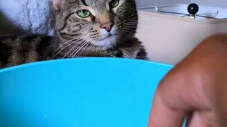 Кот любит поп-корн - смотреть видео (0:25)