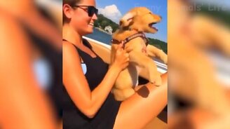 Комичные коты и псы - смотреть видео (12:19)