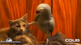 Смешные "коубы" - смотреть видео (4:58)