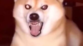 Причудливые питомцы - смотреть видео (10:28)