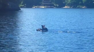 Медведица плывёт с медвежонком - смотреть видео (0:13)