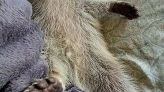 Смешной спящий енот - смотреть видео (0:17)