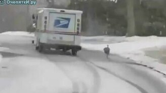 Птица атакует грузовик - смотреть видео (2:02)