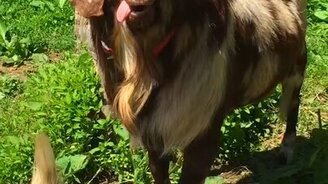 Козлиные вопли - смотреть видео (0:27)