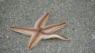 Прогулка морских звёзд - смотреть видео (2:38)