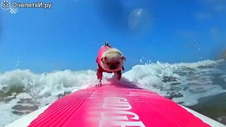 Животные катаются на транспорте - смотреть видео (4:46)