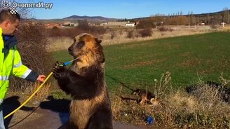 Когда медведи не опасны, а трогательны - смотреть видео (5:21)