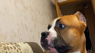 Не обижай меня, кот! - смотреть видео (0:18)