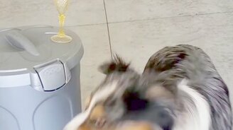 Собачий фокус с фужером - смотреть видео (0:12)