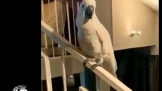 Подборка разных "коубов" - смотреть видео (5:25)