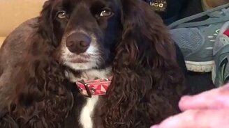 Усыпление собаки - смотреть видео (0:24)