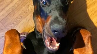 Позитивный доберман - смотреть видео (0:17)