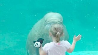 Поцелуй от моржа - смотреть видео (0:14)