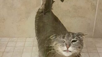 Кот моется в душе - смотреть видео (0:28)