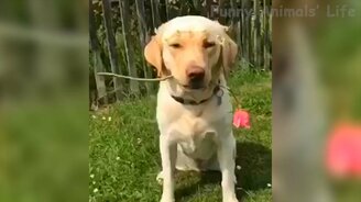 Коты и псы в приколах - смотреть видео (12:39)