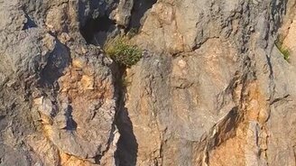 Медведь-скалолаз - смотреть видео (0:25)