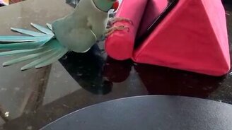 Попугайчик и его отражение - смотреть видео (0:22)