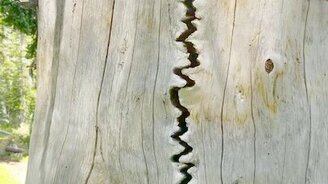 Трещина в стволе после молнии - смотреть видео (0:40)