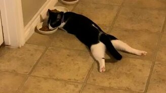 Самая ленивая поза для трапезы - смотреть видео (0:21)