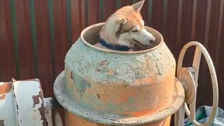 Хаски в бетономешалке - смотреть видео (0:09)